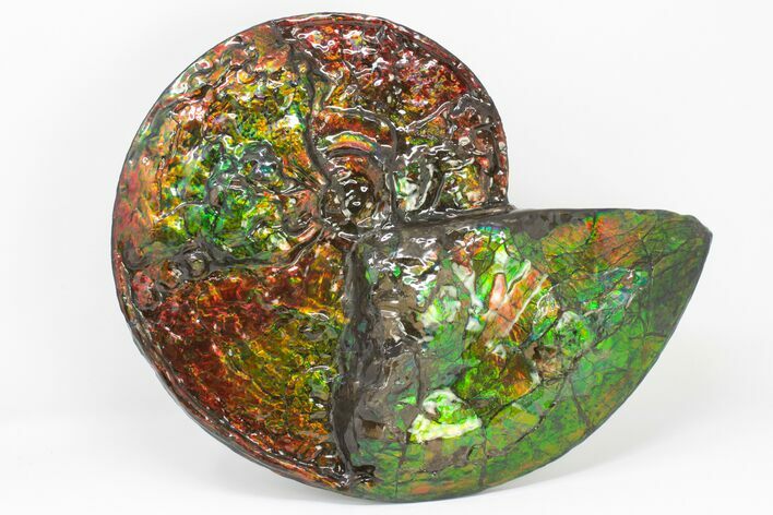 Brilliant Ammonite Fossil Preserved In Precious Ammolite! #197485